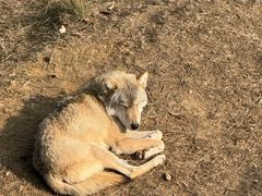 -鄂尔多斯野生动物园