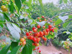 -葛子涧农家宴