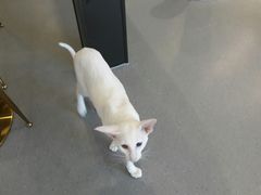 -飞行喵MR PILOT|猫舍·猫咖(静安大融城店)