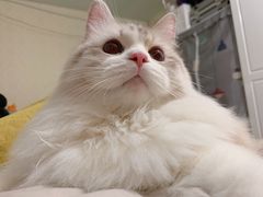 -Bastet sally猫舍购宠(静安店)