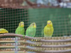 -史努比缤纷世界