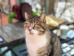 -喵屿·大理花园猫咖