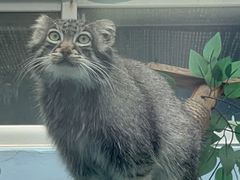 -青藏高原野生动物园