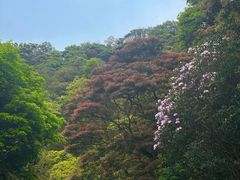 -梧桐山风景名胜区