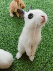 -萌宠亲子动物乐园(槐房万达店)