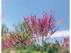 -海棠花溪(元大都城垣遗址公园)