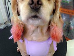 3417498_944932050_w1280p-唐小姐の猫狗洗护·购宠旗舰店(周浦万达店)