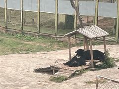 -青藏高原野生动物园
