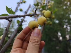 -十三陵山水雅园农家院
