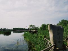 -溱湖国家湿地公园