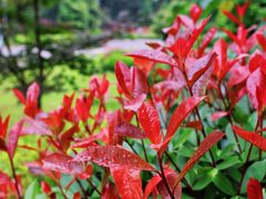 -铁山坪森林公园