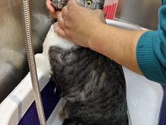 -PETKIT小佩宠物·低压洗护(国顺东路店)