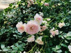 -国家植物园