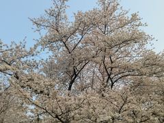 -嘉定紫藤园