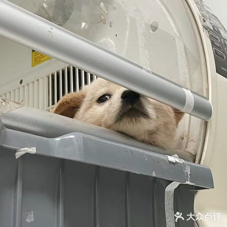 宠物盲盒幸存狗狗，等你给她一个家…