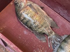 -渔遭殃鱼馆(黄桷垭店)