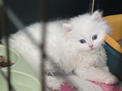 -欣宠猫屋·矮脚拿破仑·蓝金金渐层