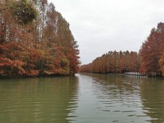 -上海海湾国家森林公园