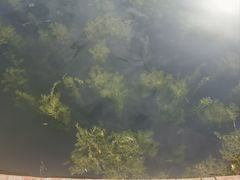 -新江湾城公园