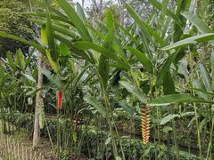 -中国科学院西双版纳热带植物园