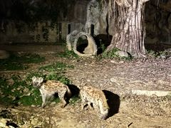 -清迈夜间动物园