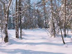 -亚布力新体委滑雪场