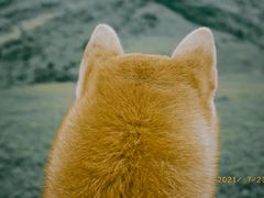 -大姆山草场