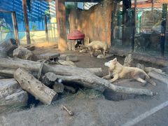 -大连森林动物园