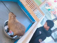 -廊坊固安福朋喜来登酒店