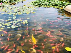 -白马涧龙池景区