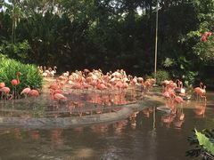 -新加坡飞禽公园