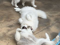 -TrueLove @ Neverland (Husky Cafe)