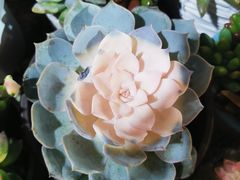 -循礼门鲜花花市(武汉循礼门店)