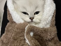 -欣宠猫屋·矮脚拿破仑·蓝金金渐层