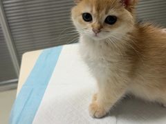 -美美宠物诊疗中心·异宠·骨科(滨江东信分院)