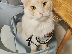 -豆逗聊愈猫阁Easy Life