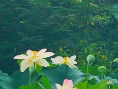 -洛阳市隋唐城遗址植物园