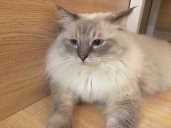 -滚猫咖啡·猫咖·猫友好撸猫(未来城店)