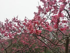 -红梅公园