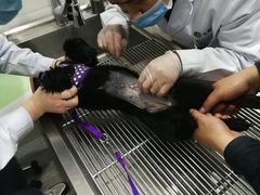 -瑞派名望志远动物医院·猫科·內科·异宠专科(直港大道店)