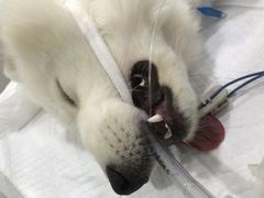 -佳雯宠物医院(金华南路分院)