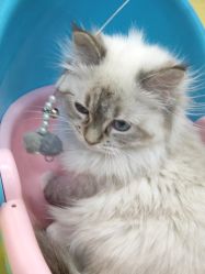 -萌宠家互动乐园