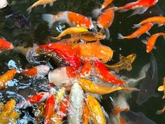 -南宫五洲植物乐园