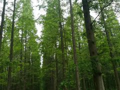 -黄海国家森林公园