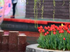 2Z0A5113-洛阳郁金香牡丹园