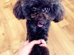 -小叮当动物医院·骨科·眼科