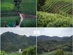 -龙坞茶村