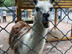 -长白岛森林公园