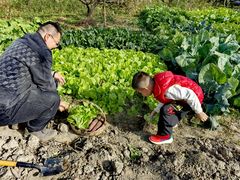 -樂桃源奉贤黄桃种植采摘基地