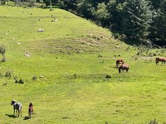 -芦芽山旅游度假区